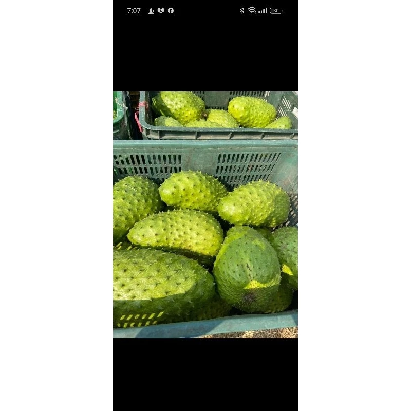 trà mãng cầu xiêm trà mãng cầu xiêm